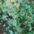 turquoise africaine